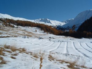 L'hiver, la neige va protéger le génépi des grosses gelées.