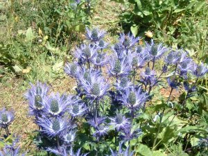 DSCF0012