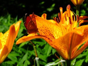DSCF6106