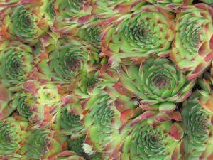 IMG_0447