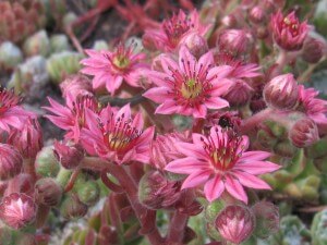 Joubarbe araignée en fleurs